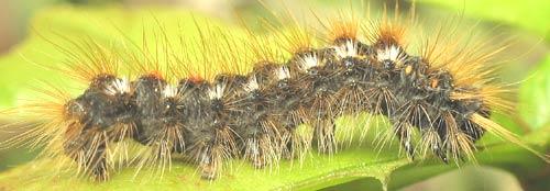 Euproctis chrysorrhoea