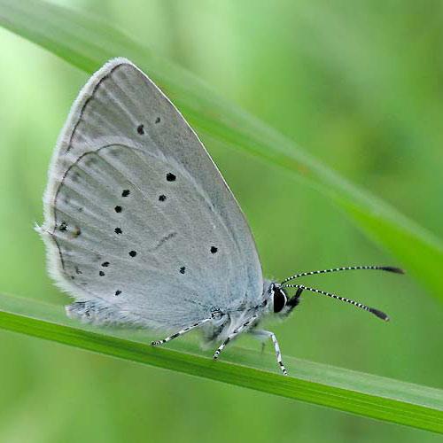 Cupido sp.