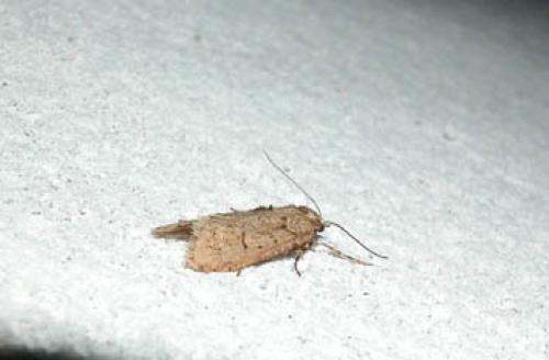 Diurnea fagella