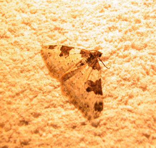 Xanthorhoe fluctuata