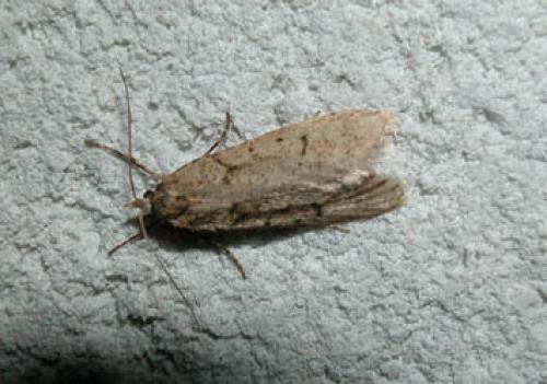 Diurnea fagella