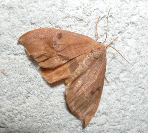 Réf. 1 431 : Watsonalla sp.