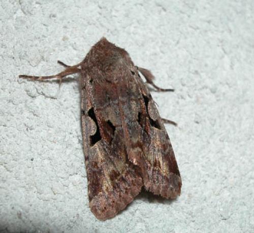 Réf. 1 428 : Orthosia gothica