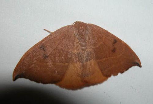 Réf. 1 430 : Watsonalla sp.