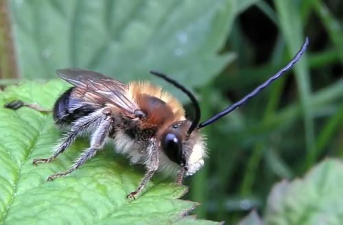 Réf. 1 991 : Eucera sp.