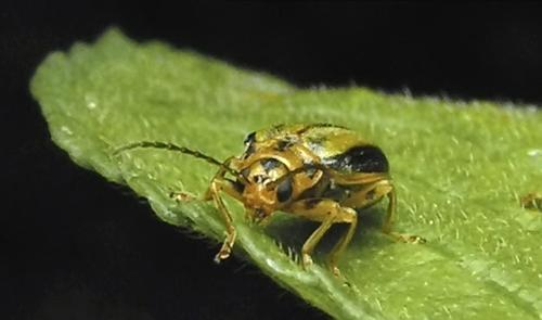 Xanthogaleruca luteola