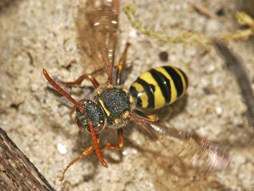 Nomada sp.