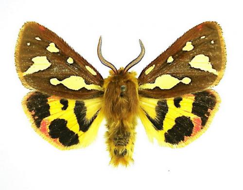 Réf. 1 808 : Hyphoraia testudinaria