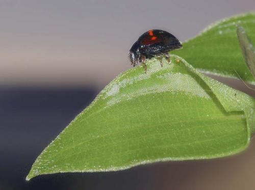 Réf. 1 313 : Chilocorus bipustulatus