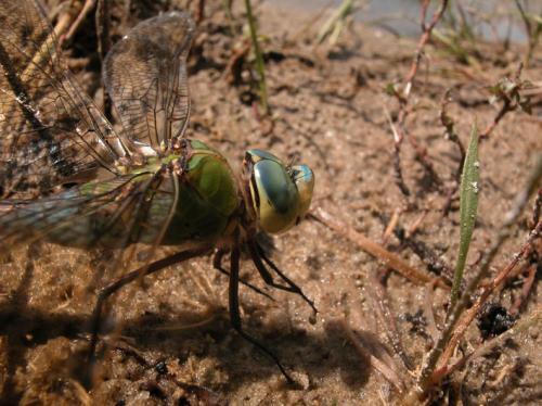 Réf. 1 220 : Anax imperator