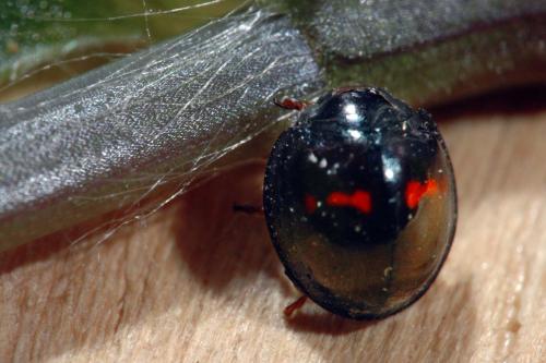 Réf. 1 314 : Chilocorus bipustulatus