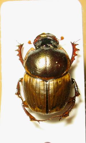 Réf. 1 086 : Onthophagus sp.
