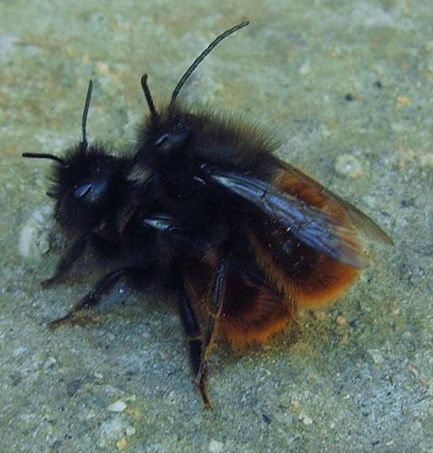 Osmia cornuta