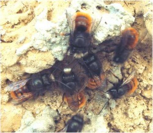 Osmia cornuta