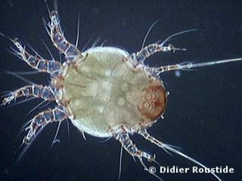 Réf. 1 130 : Chaetodactylus osmiae