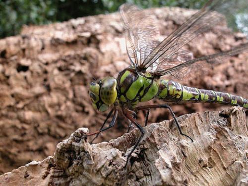 Aeshna cyanea