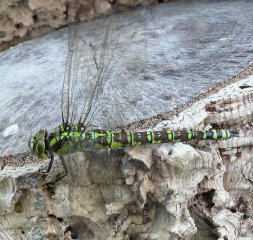 Aeshna cyanea
