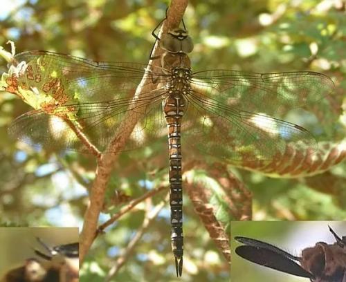 Aeshna mixta