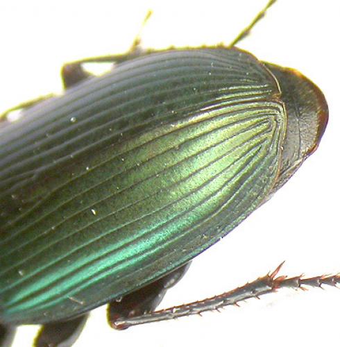 Harpalus cupreus