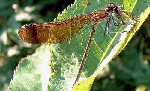 Calopteryx haemorrhoidalis