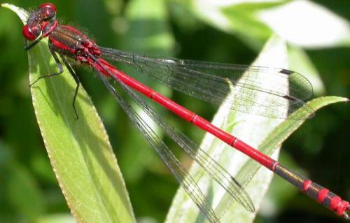 Pyrrhosoma nymphula