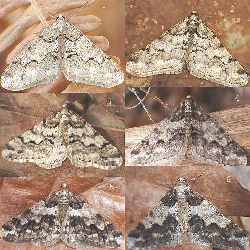 Agriopis leucophaearia
