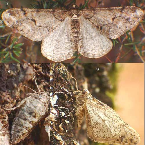 Agriopis leucophaearia