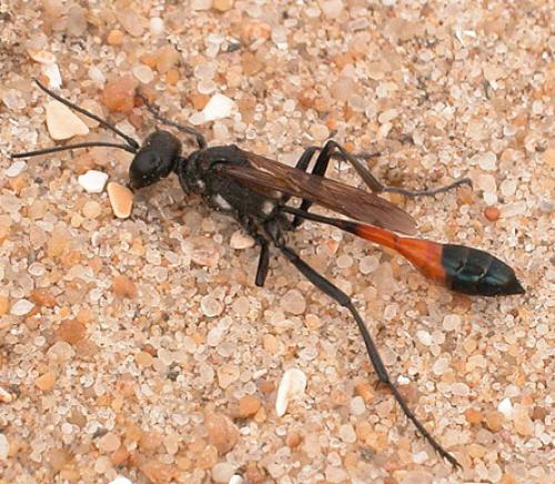 Ammophila sp.