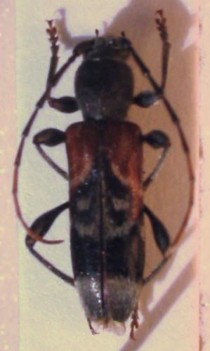 Réf. 1 549 : Anaglyptus mysticus