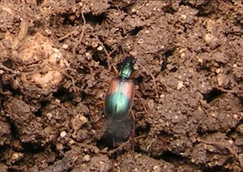 Anchomenus dorsalis
