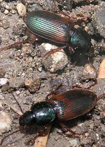 Gynandromorphus etruscus