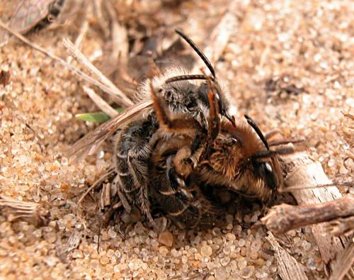 Réf. 1 412 : Andrena barbilabris