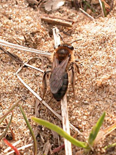 Réf. 1 411 : Andrena barbilabris