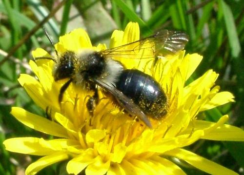 Andrena cineraria