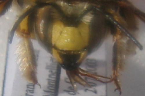 Anthidium sp.