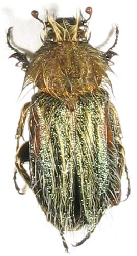 Pygopleurus humeralis