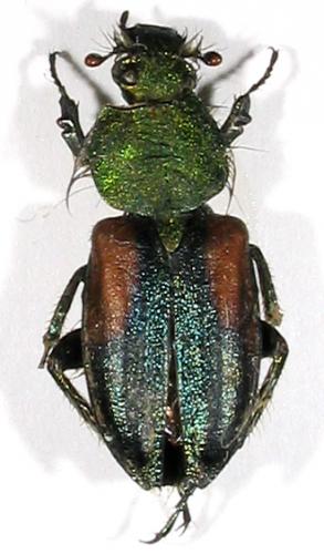 Pygopleurus apicalis