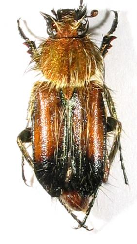 Pygopleurus apicalis