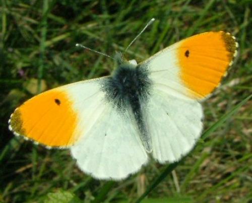 Anthocharis cardamines