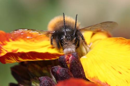 Osmia cornuta