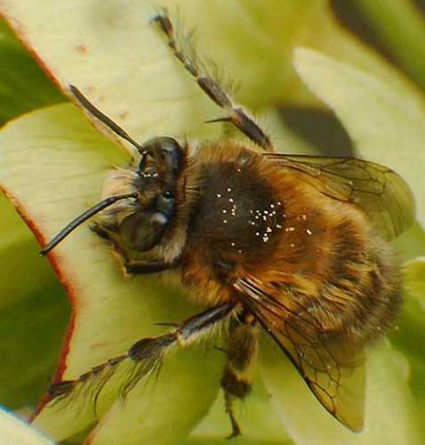 Anthophora plumipes