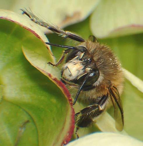 Anthophora plumipes