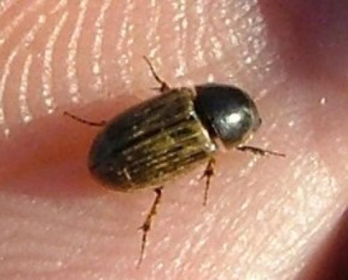 Melinopterus sp.