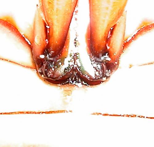 Cybister lateralimarginalis