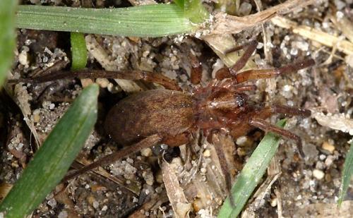 Agroeca brunnea