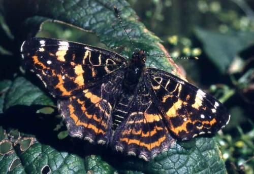 Réf. 1 683 : Araschnia levana