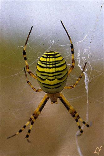 Réf. 1 909 : Argiope bruennichi
