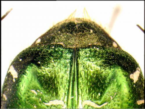 Réf. 1 021 : Cetonia aurata aurata
