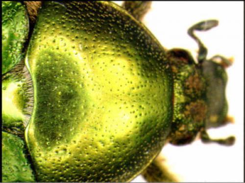 Réf. 1 020 : Cetonia aurata aurata
