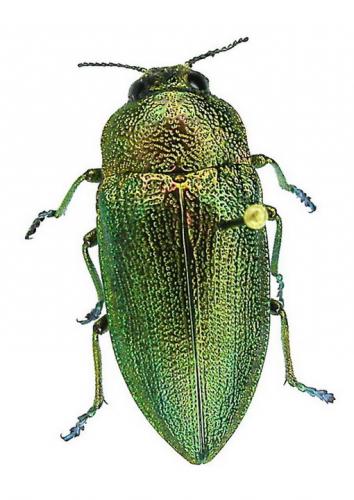 Perotis unicolor